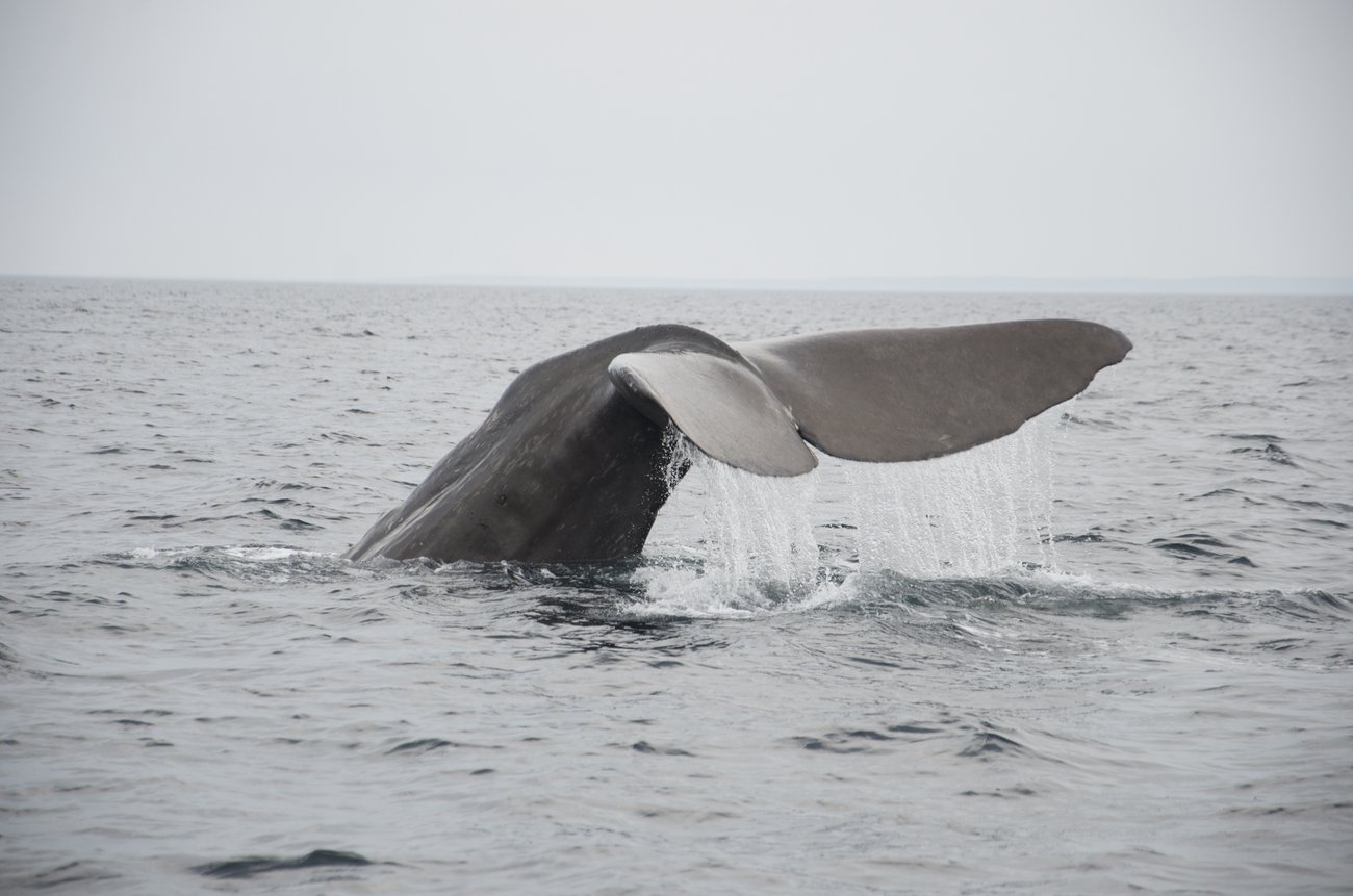 Saltwater Science founder teaching in the field