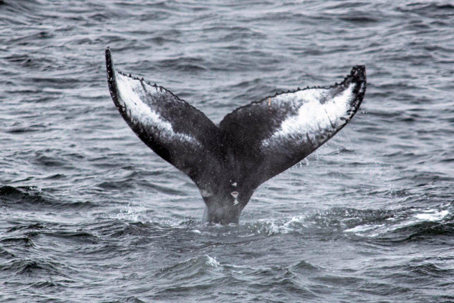 A whale's tail fluke above the ocean surface