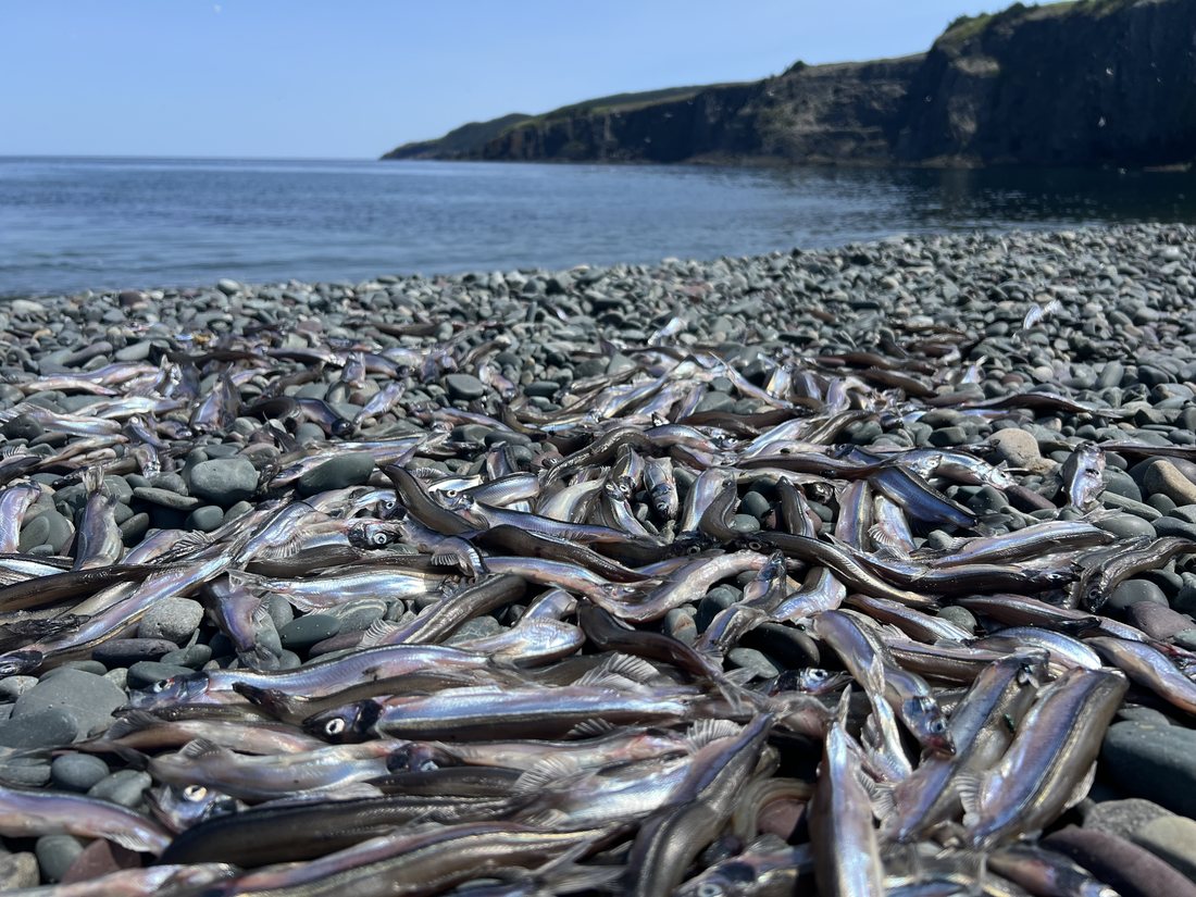 Capelin, a key forage fish