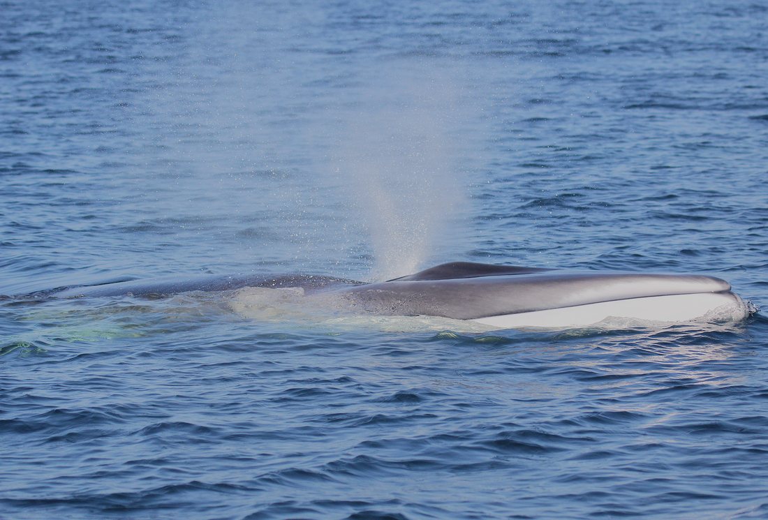 A fin whale at the surface