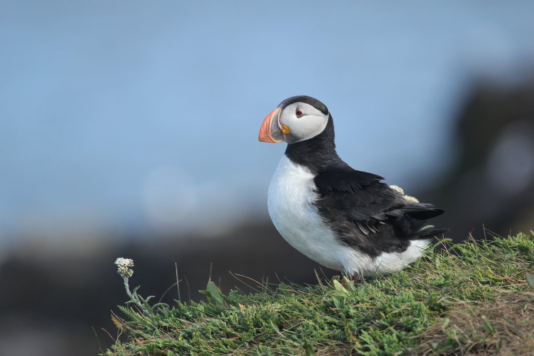 An Atlantic puffin