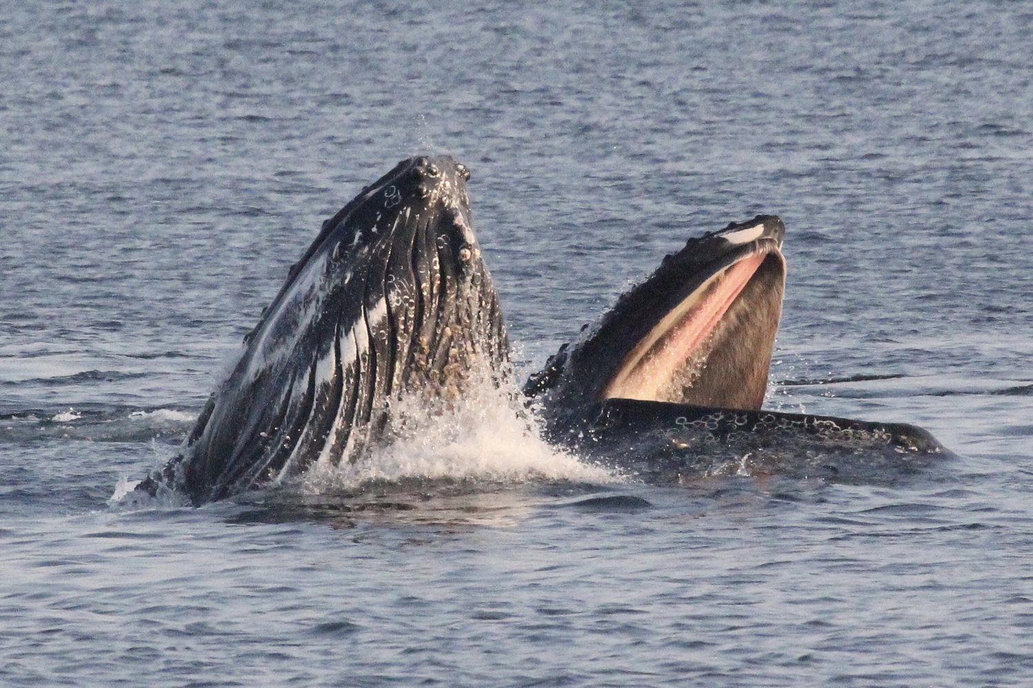 A humpback whale lunge-feeding at the surface