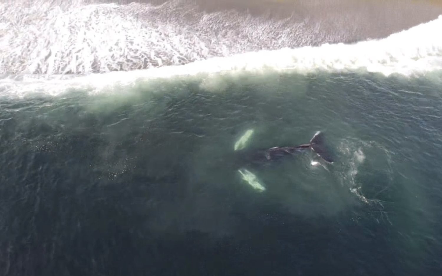 Aerial view of a whale at the surface